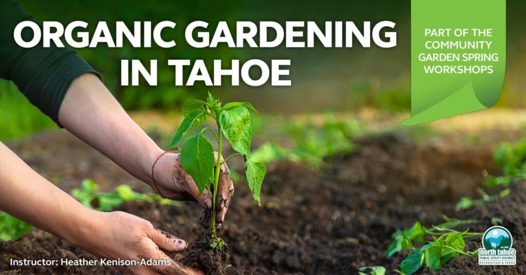 hands planting organic gardening