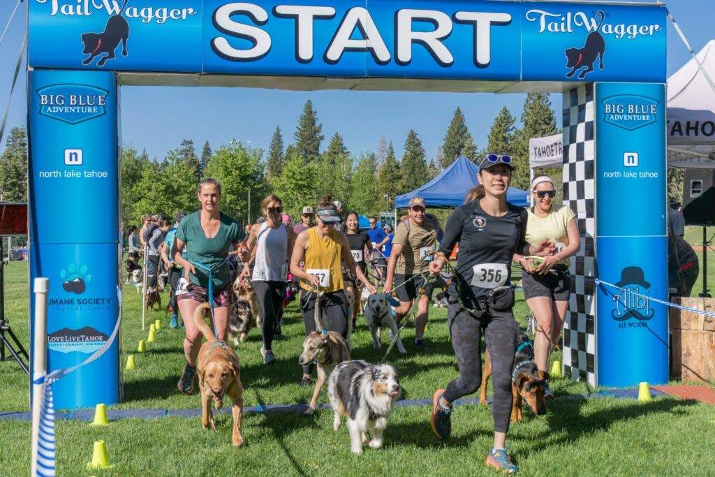 Field 3 special event Tail wagger dog race