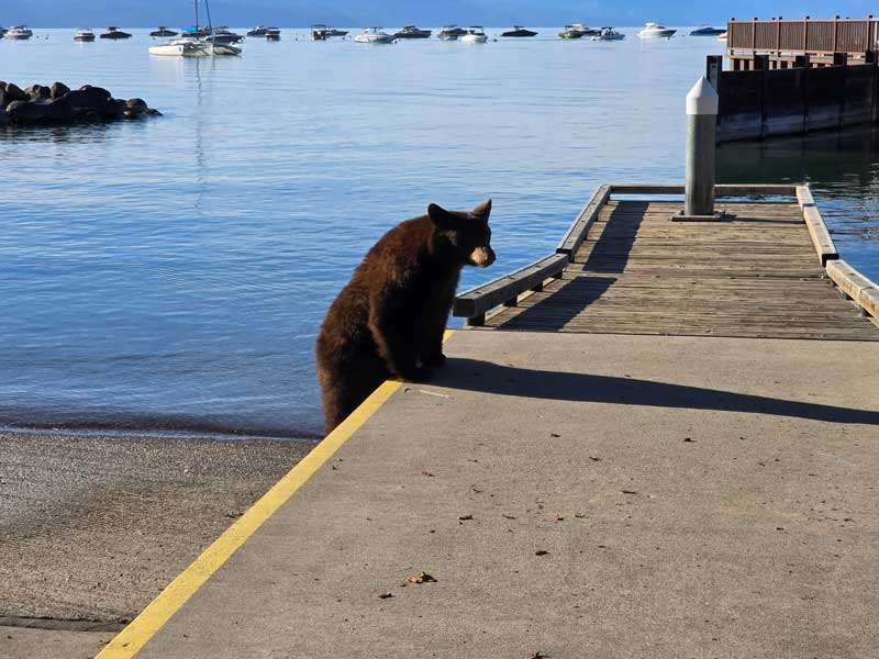 bear on the dock