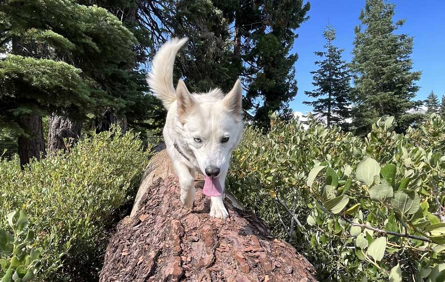 dog-on-log dog on a log