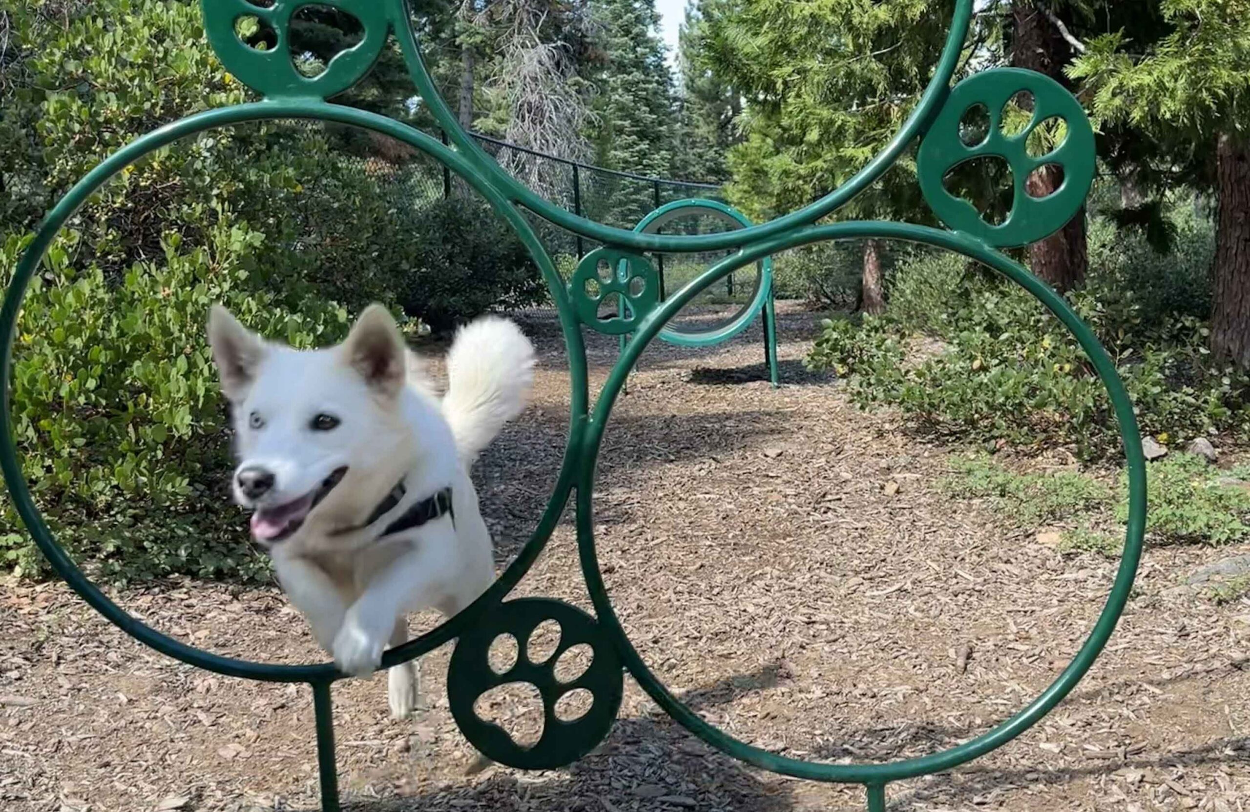 north-tahoe-dog-park dog at north tahoe dog park
