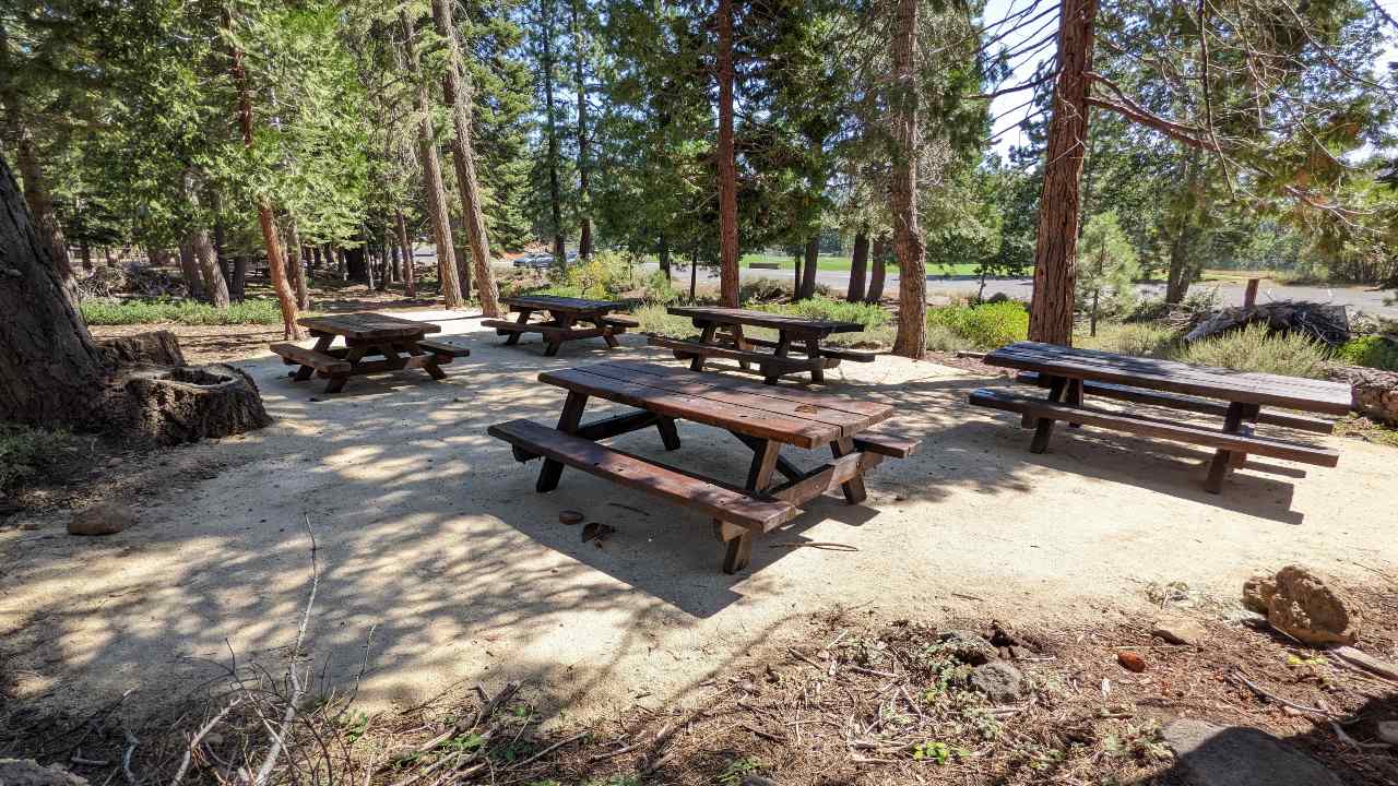 picnic tables under the shade of large pine trees