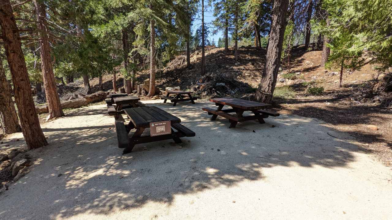 picnic tables sit under the shade of large pine trees on sand
